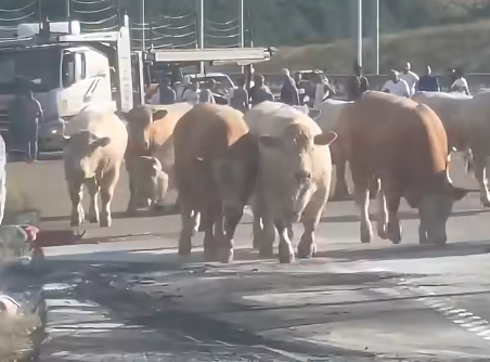 Zjarri përfshin kamionin në Arllat  bagëtitë nxirren në autostradë për t u shpëtuar