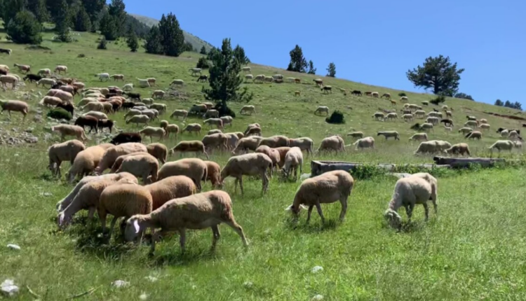 Agjencia e Ushqimit: Kafshët e prekura do të asgjësohen, vaksinimi pa autorizim do të sanksionohet