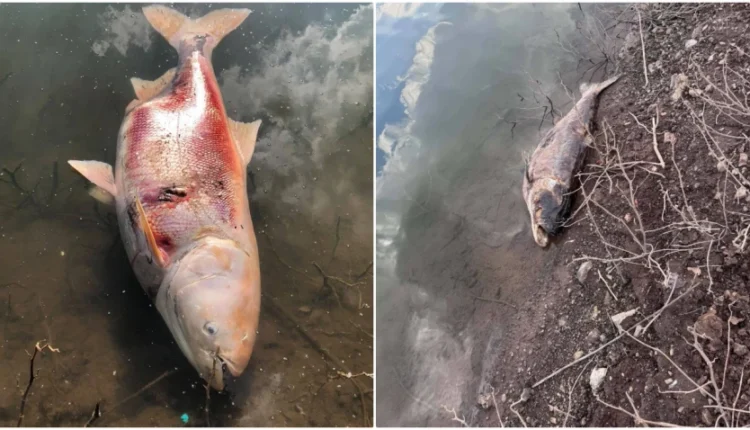 Ngordhin peshq të mëdhenj në Badovc, ngrihen dyshime për shkaqet
