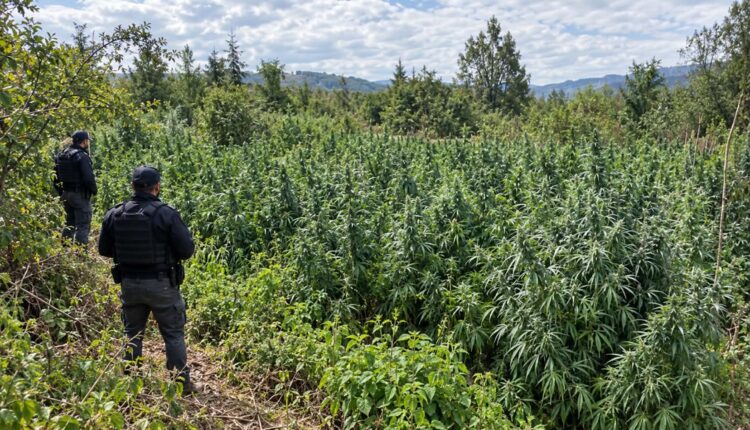 Policët fjetën në arë për disa ditë, zbuluan plantacionin e kanabisit në Maqedoni