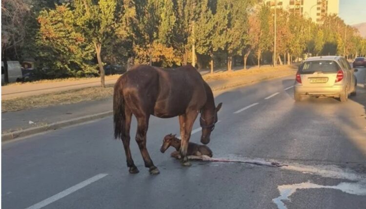 Pamje e pazakontë në Shkup: Pela lind një mëz në mes të lagjes Karposh