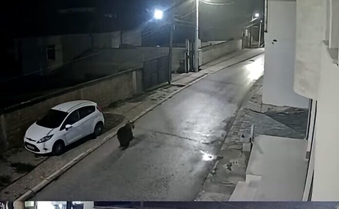 Alarm në Dobërdoll: Një ari shihet për herë të dytë pranë shkollës fillore “Sali Lisi”