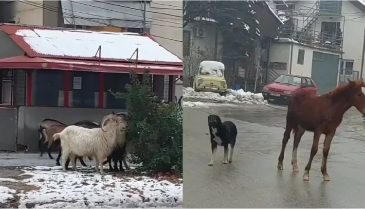 Kuajt dhe dhitë pushtojnë rrugët e Manastirit