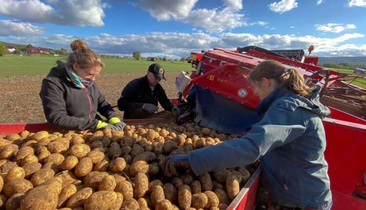 Zvicrës i mungojnë 130 mijë tonë patate, pritet rritje e çmimeve